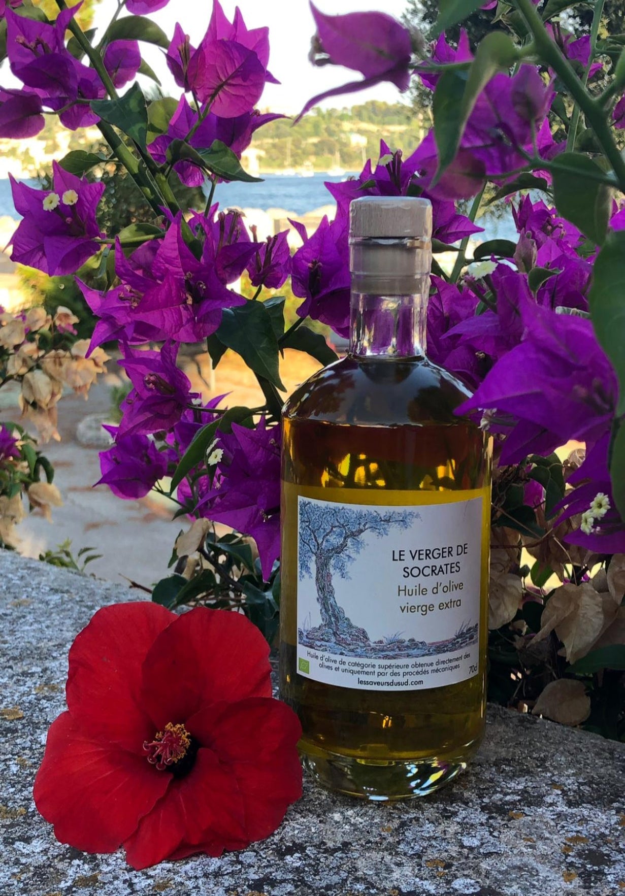 LE VERGER DE SOCRATES